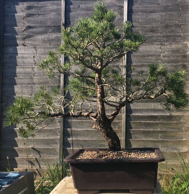 Yamadori Scots Pine