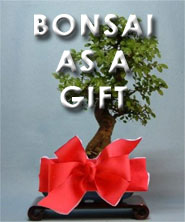 Bonsai As A Gift