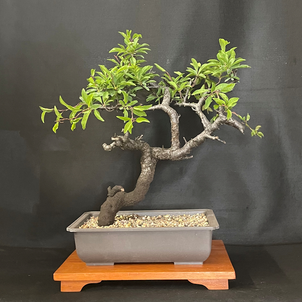 Yamadori Blackthorn Bonsai Tree - BT115 - British Bonsai
