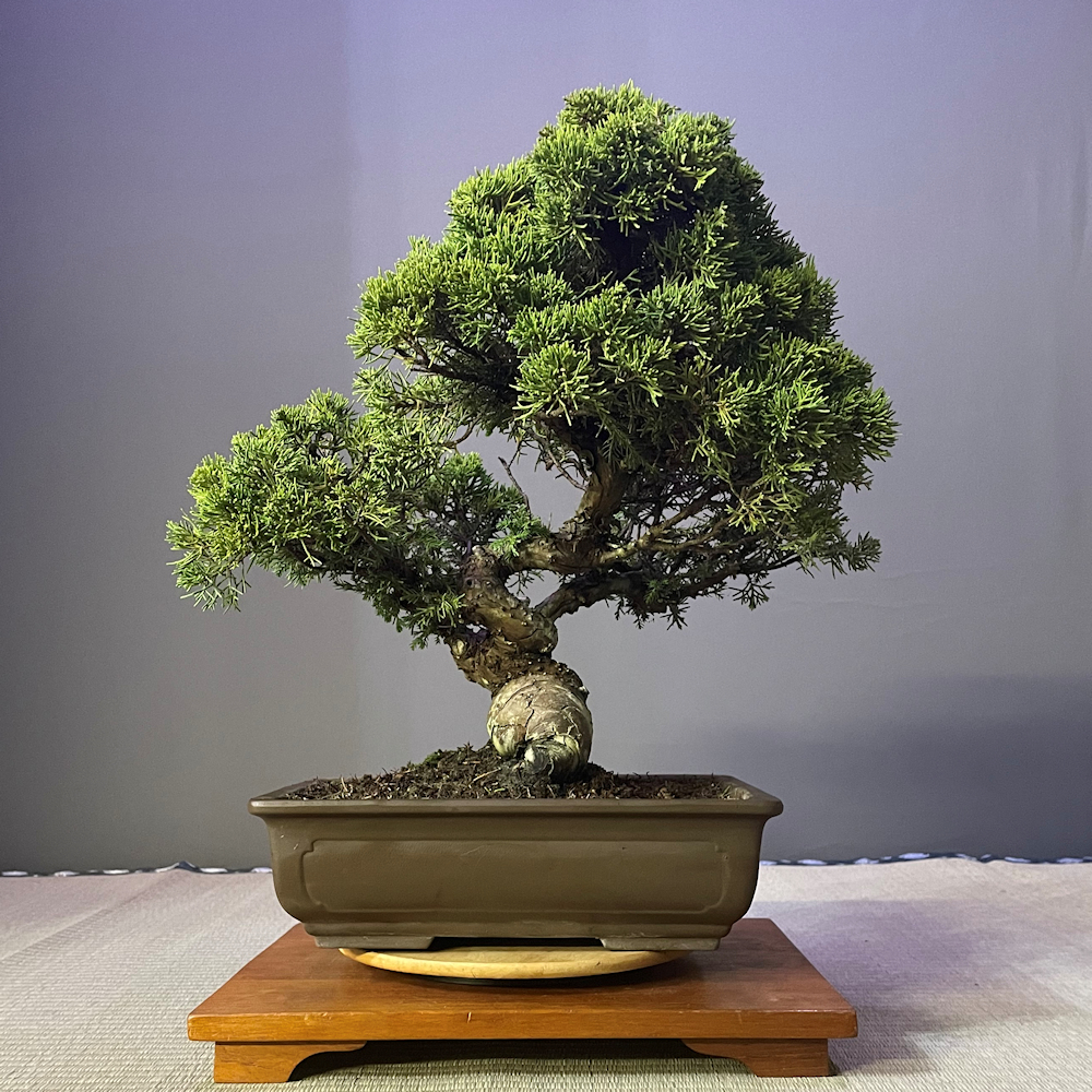 Chinese Juniper Bonsai Tree ''itoigawa'' - CJ470