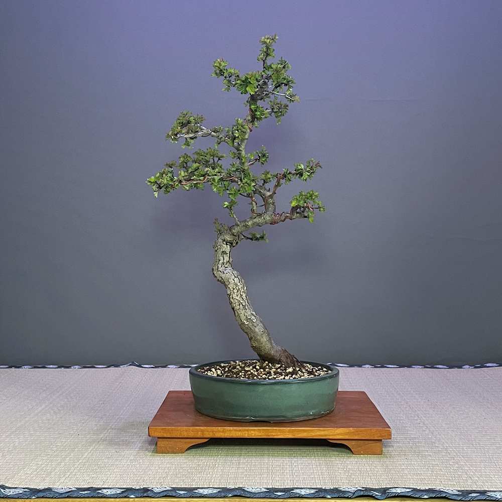 Yamadori English Hawthorn Bonsai Tree - EH270 - British Bonsai