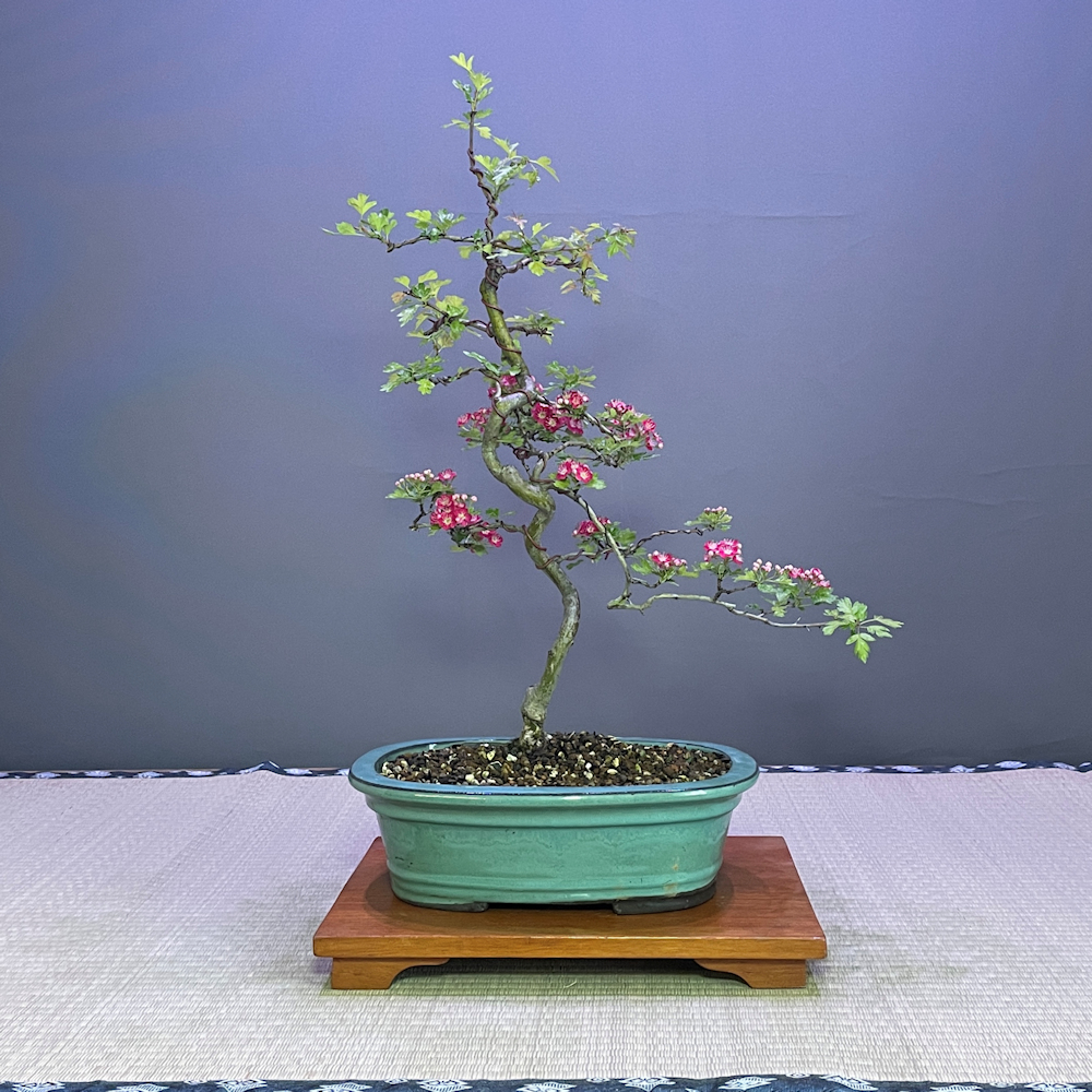 Specimen & Unusual Bonsai Trees - British Bonsai