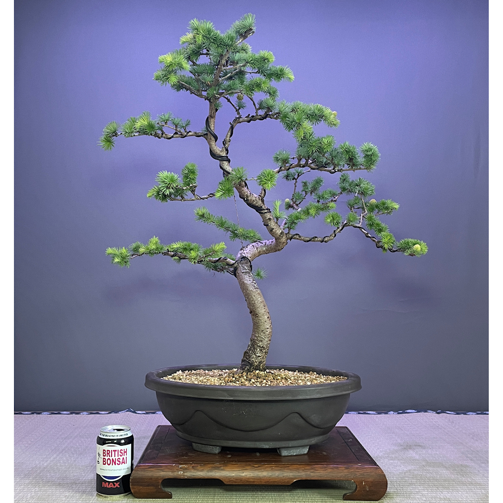 European Larch Bonsai Tree - EL232 - British Bonsai