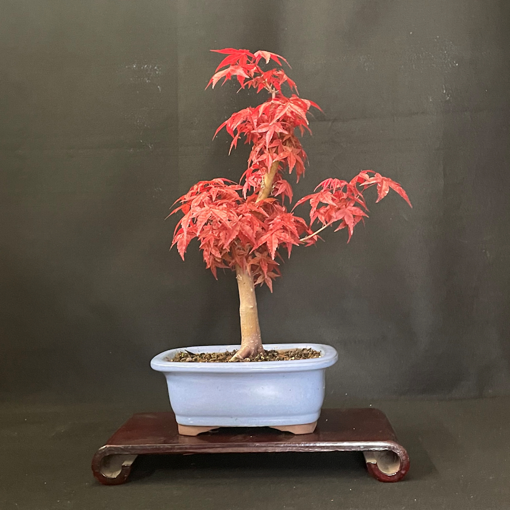 maple　笑主70点 Ibanez Ikebe 50th Anniversary j.custom IKRG85271 (Burl Maple Top