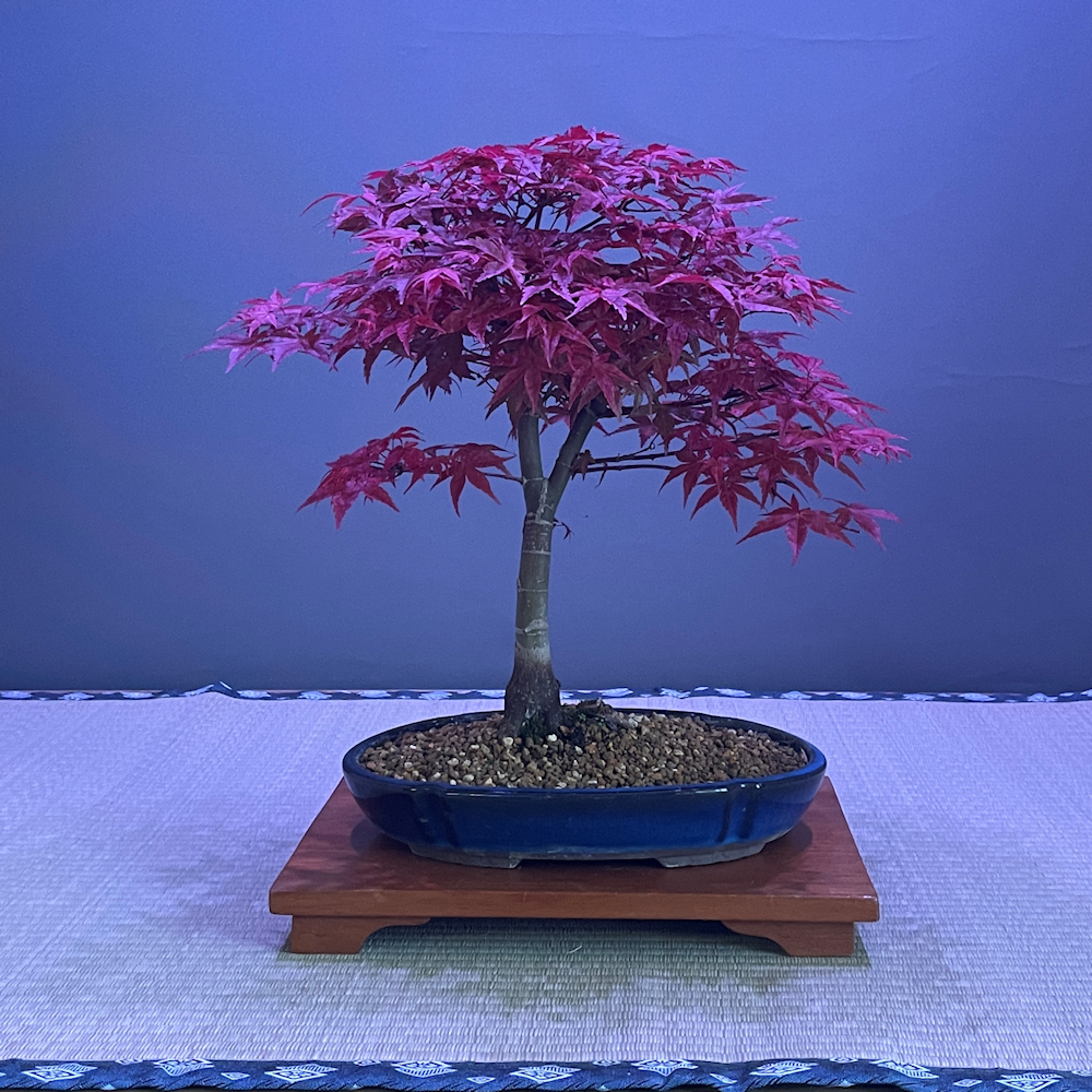 toter bonsai Bonsai Special main image 1