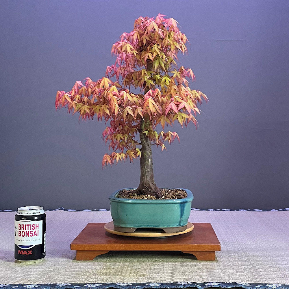 Japanese Maple Bonsai Tree - Katsura - JM706 - British Bonsai