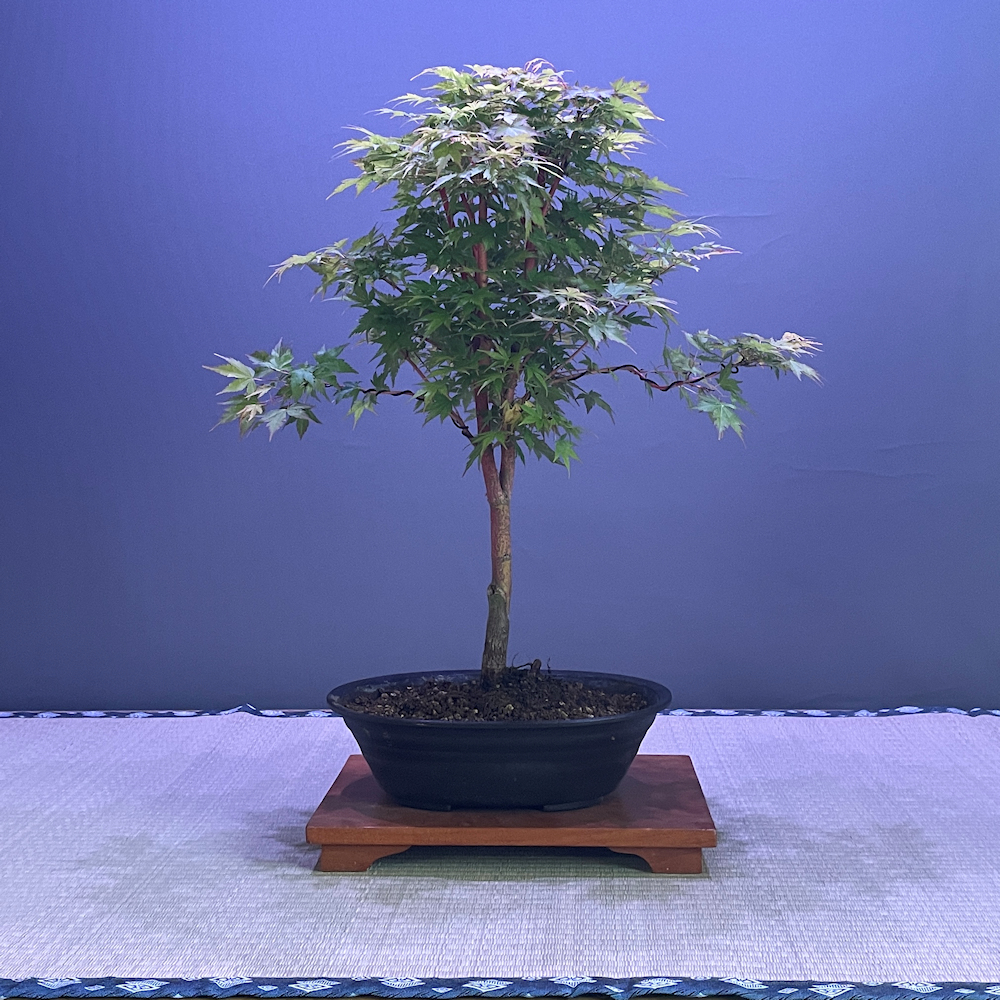 Specimen & Unusual Bonsai Trees - British Bonsai