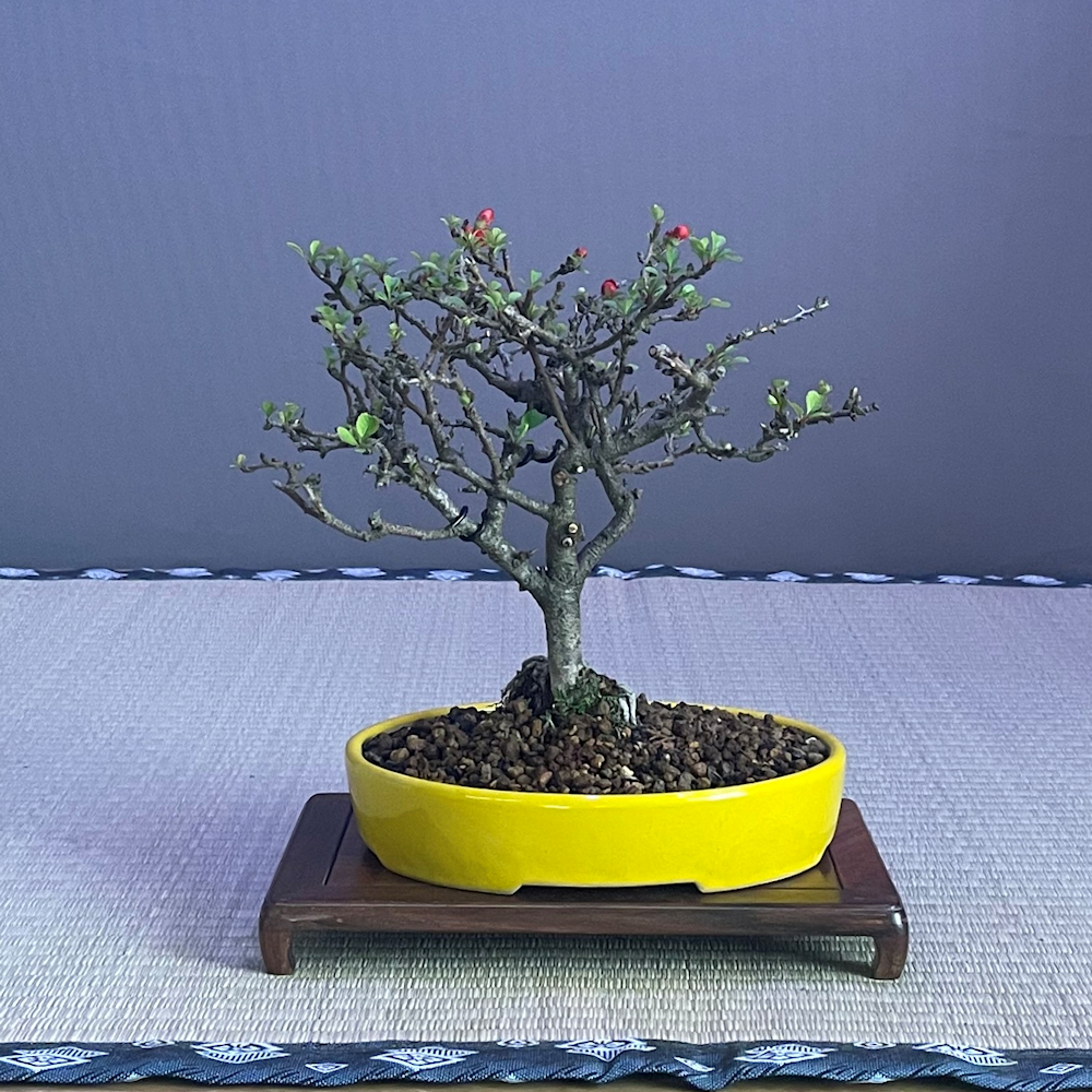 Fuji Cherry Bonsai Tree - FC211 - British Bonsai