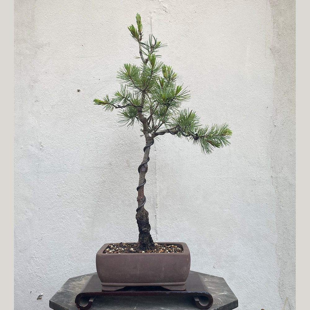 Japanese White Pine Bonsai Tree - JWP389 - British Bonsai