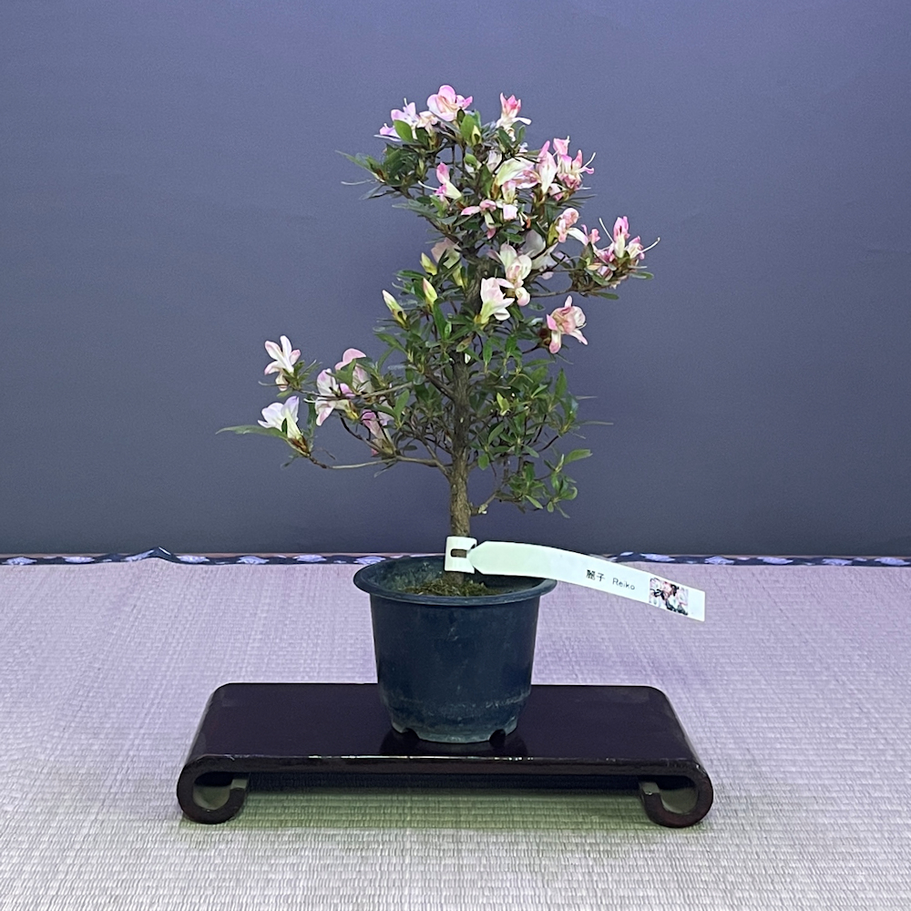British Bonsai, The UKs Top Online Bonsai Tree Shop - British Bonsai