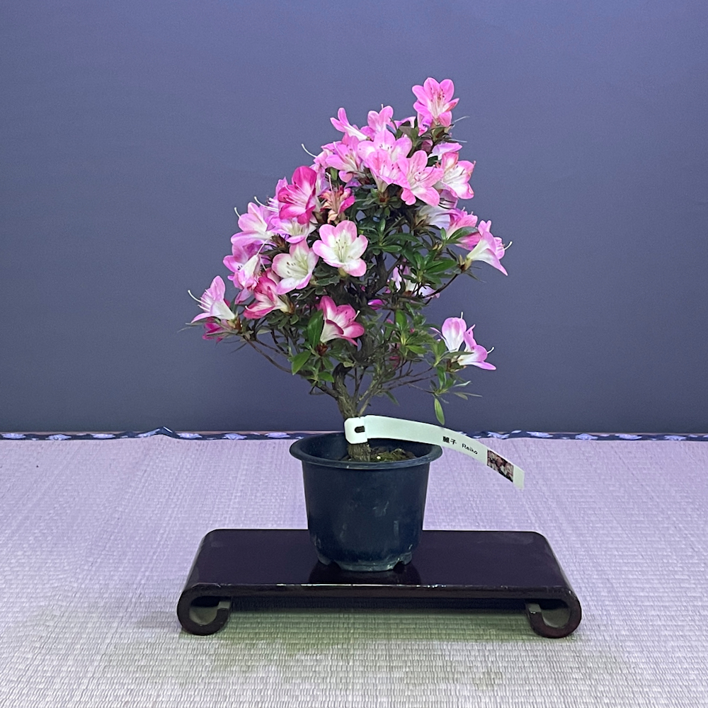 Shohin & Mame Bonsai Trees - British Bonsai