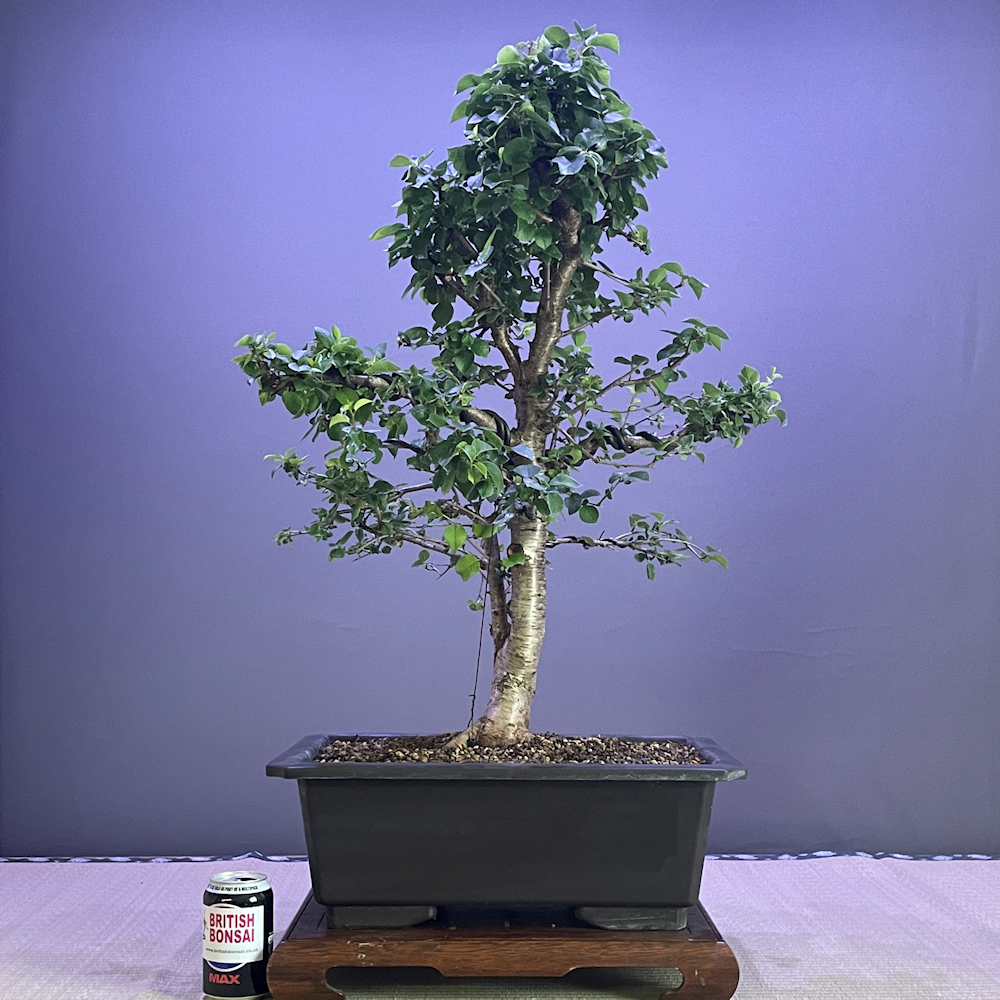 Semi Trained & Raw Material - British Bonsai