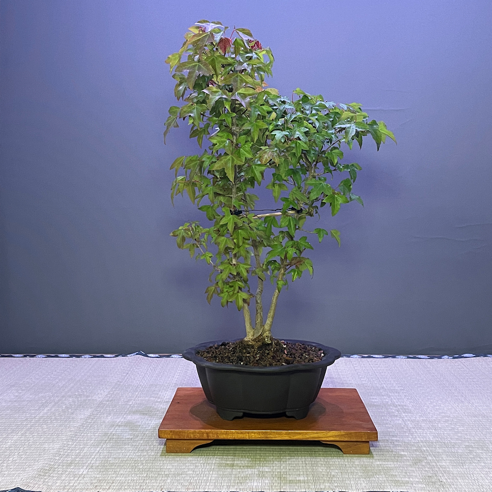 Specimen & Unusual Bonsai Trees - British Bonsai
