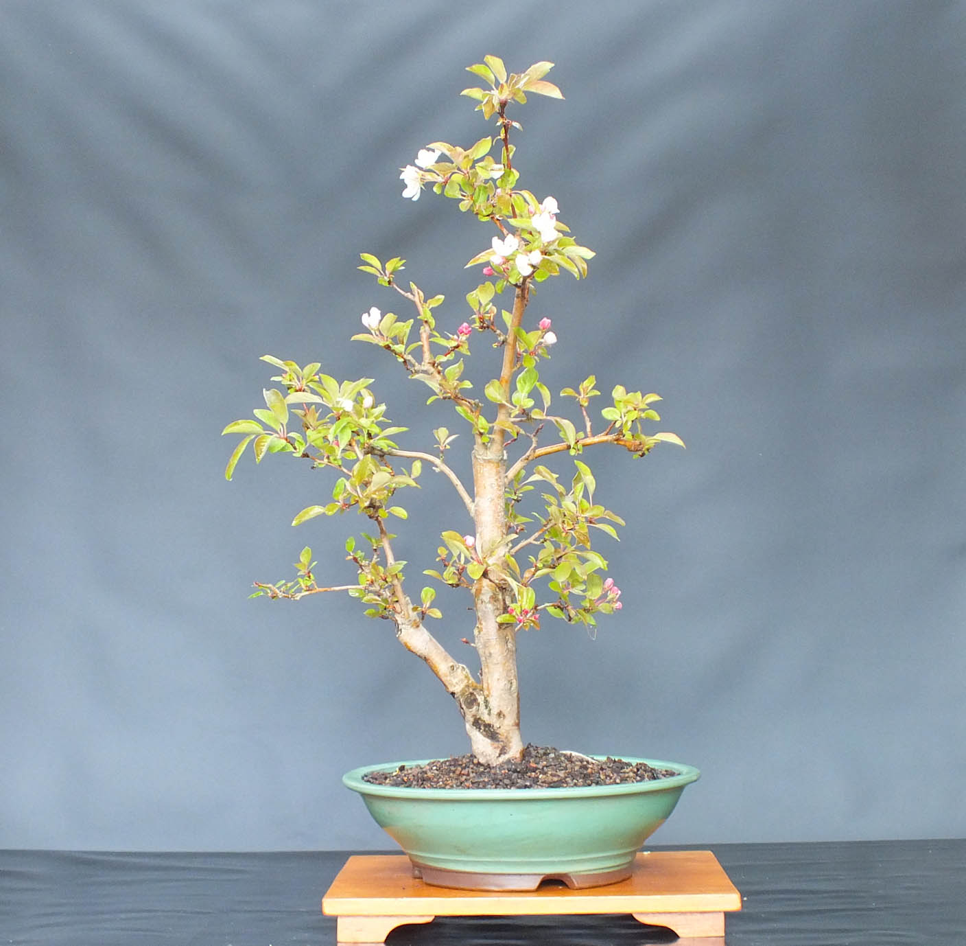 Crab Apple Bonsai Tree - CRA564