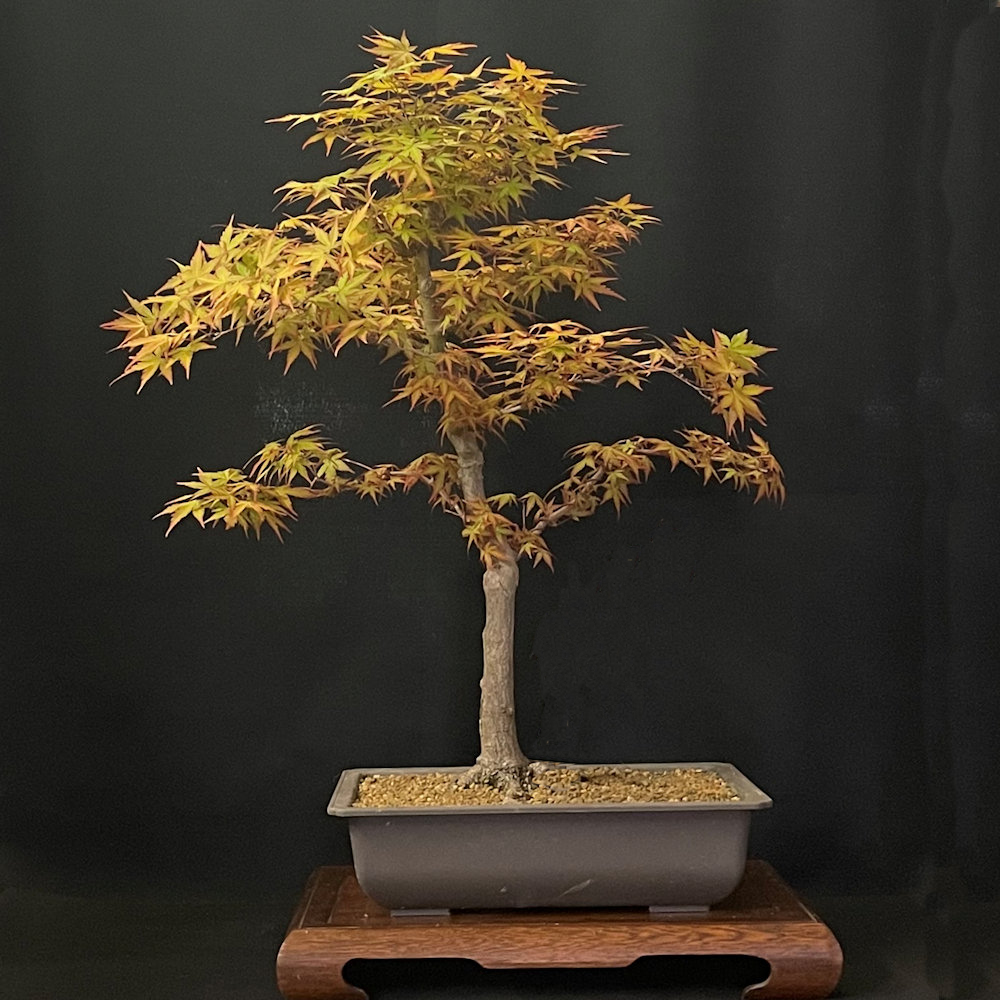 その他 MapleTree Japanese Maple Bonsai Tree - Katsura - JM698 - British Bonsai