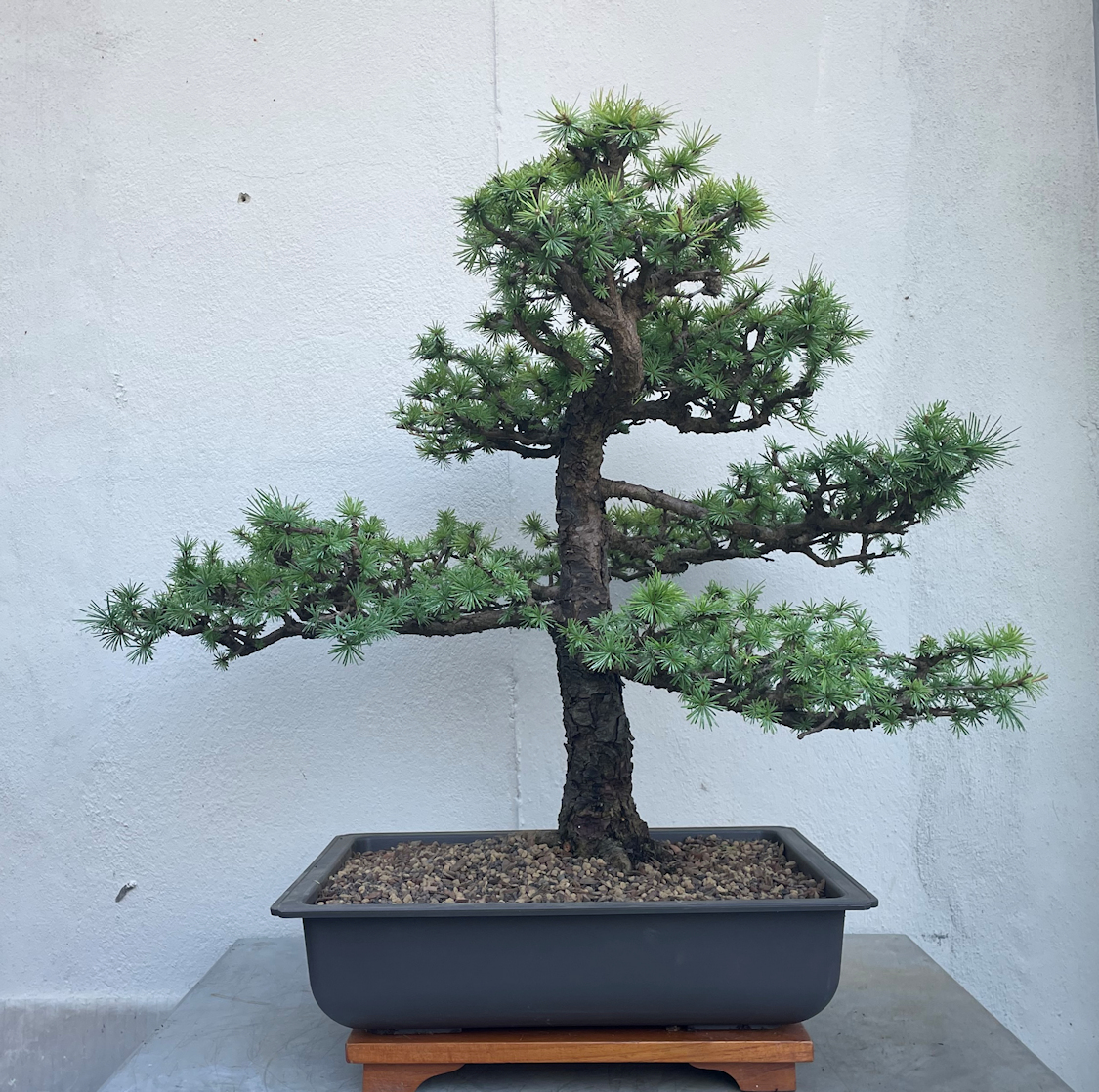 luxus bonsai Kairoku by La Muse ~ 4 Feet Tall Artificial Bonsai Tree for Villas & Luxury  Residences main image 0